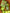 Pear Potion - Der Geistige Elixier der Birne