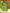 Pear Potion - Der Geistige Elixier der Birne